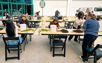 More Info for LACC Partners with L.A. Neighborhood Land Trust to Spread Native Wildflowers Across Los Angeles